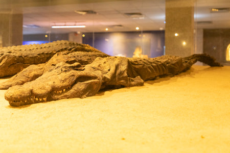 Discover the mysteries surrounding the mummified crocodiles of Kom Ombo, revered guardians of the Nile River, in this ancient Egyptian temple dedicated to the crocodile god Sobek.の写真素材