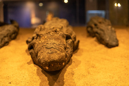 Witness the timeless guardians of the Nile: mummified crocodiles preserved for centuries in the sacred temple of Kom Ombo, dedicated to the crocodile deity Sobek.の写真素材