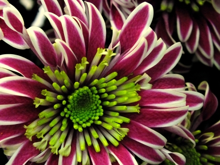 Macro, chrysanthemumの写真素材