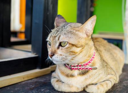 Cute cat sleeping on wood table, Eye focusの写真素材