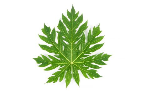 Natural of papaya green leave on white backgroundの写真素材