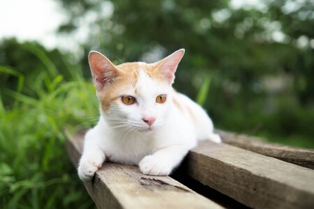 Brown and white cat thai on old wooden in gardenの写真素材