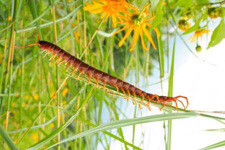 Centipede on green grass with flower nature landscapeの写真素材