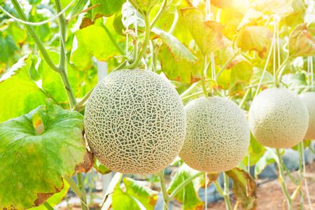 Japanese green cantaloupe. Fresh melon on tree in garden. selective focusの写真素材