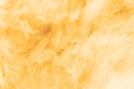 Macro of pastel bird fluffy feathers in soft color and blur style for backgroundの写真素材
