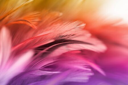 Blur styles and soft color of chickens feather texture for background, Abstract colorful