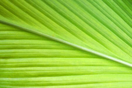 Macro of turmeric green leave nature for background. top view