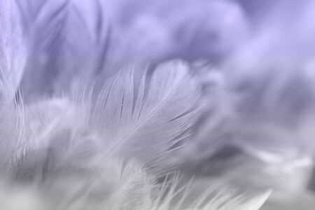 Vintage chicken feathers in soft and blur style background for designの写真素材