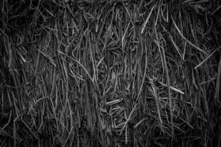 Detail of dry straw texture nature for background, black and whiteの写真素材