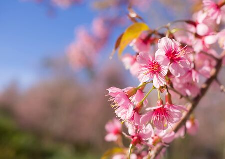 Wild Himalayan Cherry Blossoms in spring season, Prunus cerasoides, Pink Sakura Flowerの写真素材