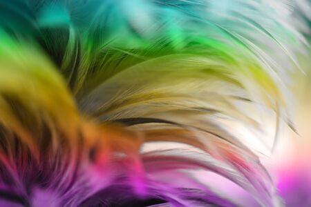 Colorful bird and chicken feathers in soft and blur style for the backgroundの写真素材