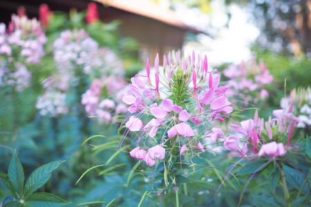 Beautiful pink cleome spinosa or pink spider flower in the garden for backgroundの写真素材