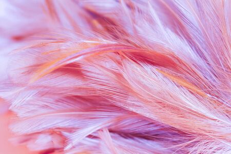 Blur styls and soft color of chickens feather texture for background, Abstract colorfulの写真素材