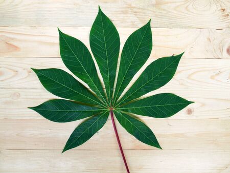 Beautiful Cassava leaf on wood backgroundの写真素材