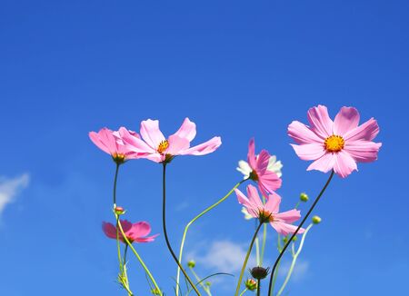 Pink cosmos on blue sky backgroundの写真素材