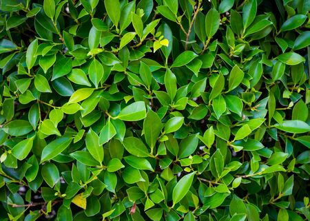 Green leaves nature texture for backgroundの写真素材