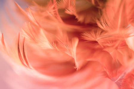 Beautiful chicken feather texture abstract background for design, soft and blur