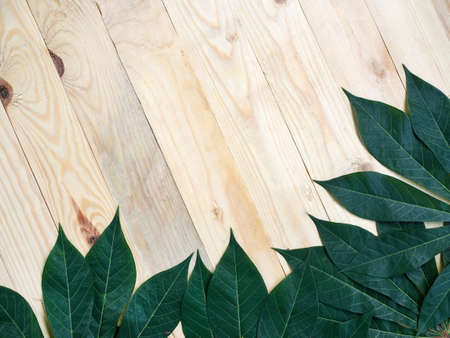 Cassava green leaf on wood background, copy spaceの写真素材