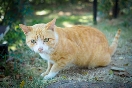 Brown and white cat thai on green grass in nature landscapeの写真素材