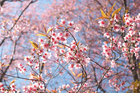 Wild Himalayan Cherry Blossoms in spring season, Prunus cerasoides, Pink Sakura Flower For the...