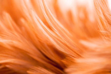 Bird and chicken feathers in soft and blur style for the backgroundの写真素材