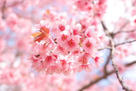 Wild Himalayan Cherry Blossoms in spring season, Prunus cerasoides, Pink Sakura Flower For the backgroundの写真素材