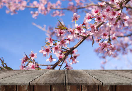 Empty brown wood table for display product and beautiful pink sakura flower  nature background.