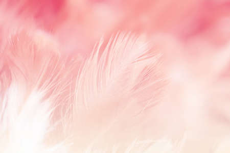 Blur styls and soft color of chickens feather texture for background, Abstract colorfulの写真素材