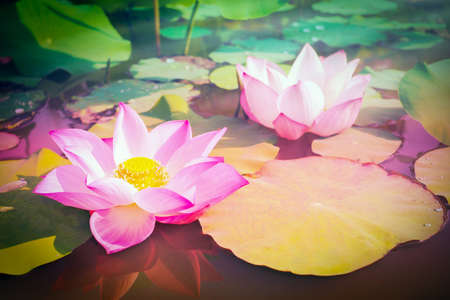 Beautiful pink Lotus flower with green leaves in pond nature for backgroundの写真素材