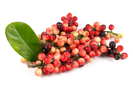 Antidesma thwaitesianum fruit on white background, Is a fruit that is famous in Thailandの写真素材