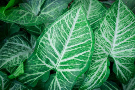 Green leaf nature on greenery backgroundの写真素材