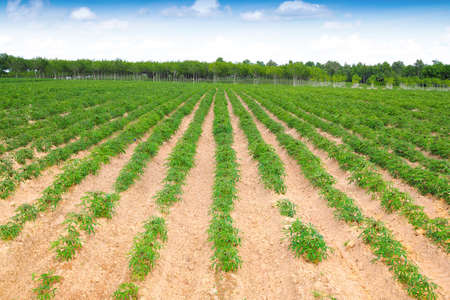 Cassava plantation Northeast with blue sky in nature landscapeの写真素材
