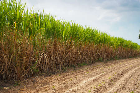 Sugarcane field in blue sky and white cloud in farm
