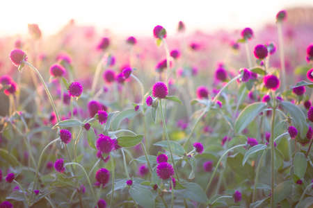 Purple globe amaranth or Bachelor button flower in garden for background. blurred backgroundの写真素材