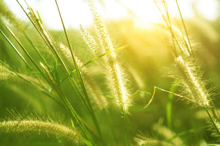 Beautiful of grass flower with sunset for nature background, soft and blurred focusの写真素材