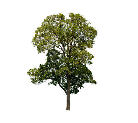 Green tree side view isolated on white background