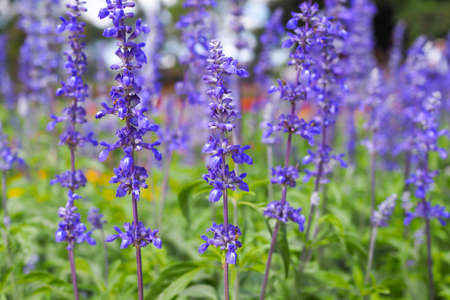 Lavender flowers lit by sunlight, lavender flower in flower garden backgroundの写真素材