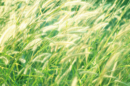 Beautiful green grass flower with sunset for backgroundの写真素材