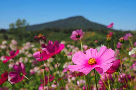 colorful cosmos flowers blooming in garden for bacground. blurred backgroundの写真素材
