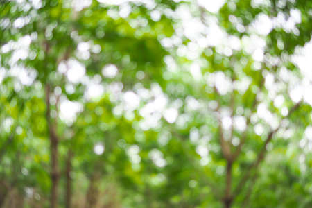 Abstract green bokeh out of focus background from tree in natureの写真素材