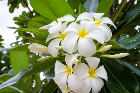 frangipani (plumeria) and sweet flower with green leaves backgroundの写真素材