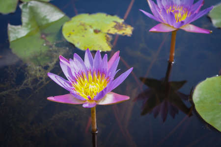 Beautiful purple Lotus flower with green leaves in nature for backgroundの写真素材
