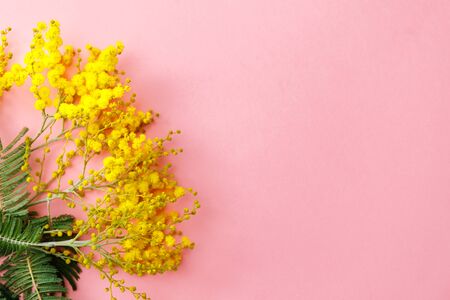 yellow mimosa flowers on pink background, mother's day giftの写真素材