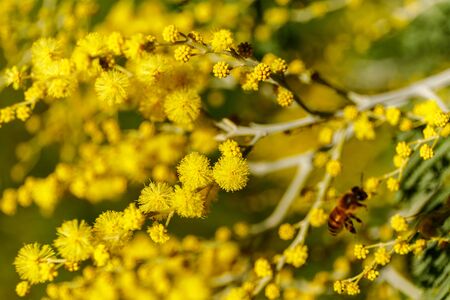 beautiful mimosa branches outdoor, yellow flowers for womens day or easter
