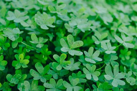 Background with lucky leaves for St. Patrick's day.