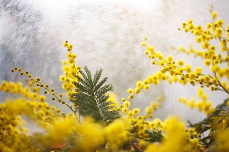 spring mimosa flowers, close up of bouquetの写真素材