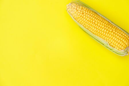 Fresh raw corn cob isolated on yellow
の写真素材