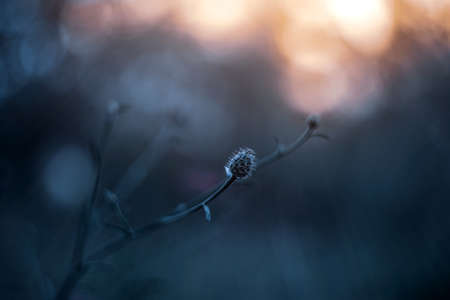 thistle wallpaper in dark tonesの写真素材