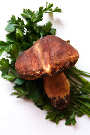 Delisious cep mushrooms on white wood background with parsley