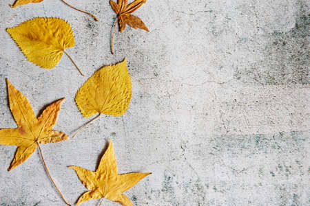 Set of yellow and orange marple leaves on gray background. Fall theme.の写真素材